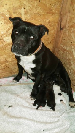 Haven dite Hk des gladiateurs d'arès